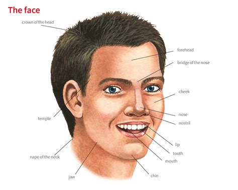 cheek spelling in english.